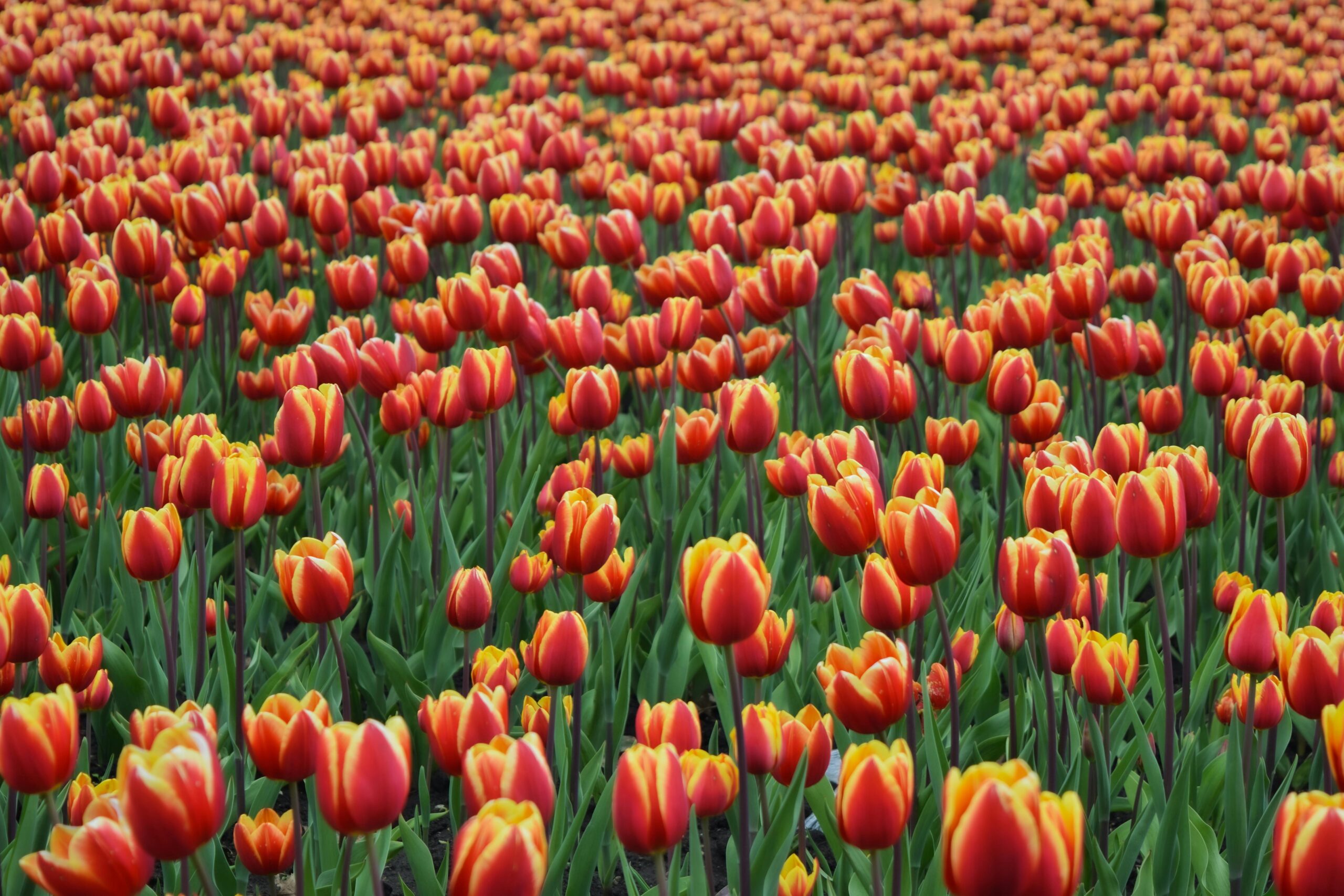 Tulip Gardan